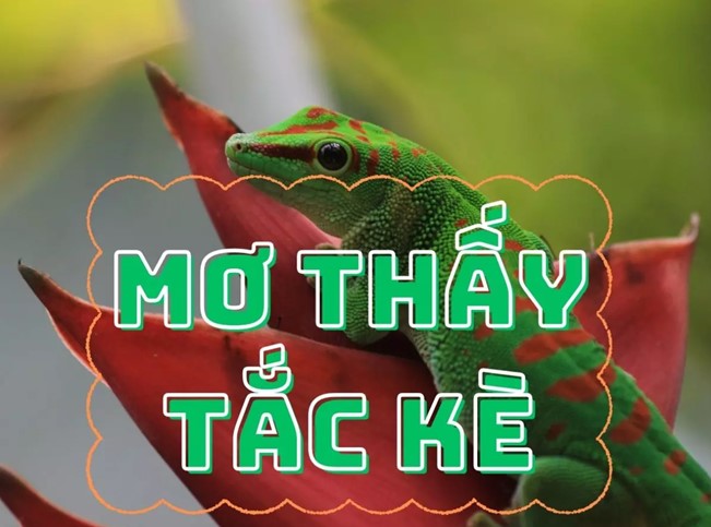 Mơ thấy tắc kè đánh đề số mấy? Giải mã giấc mơ thấy tắc kè