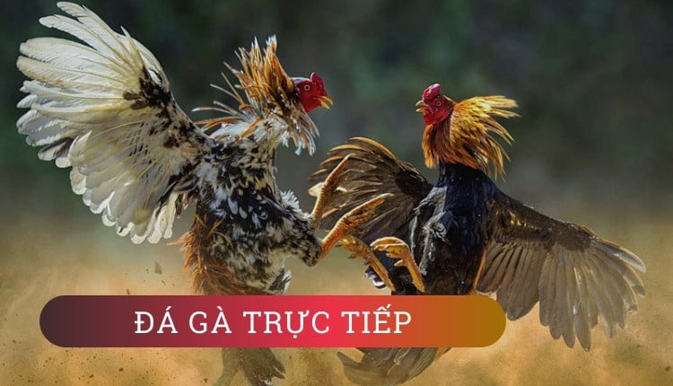 Trực Tiếp Đá Gà Và Quy Trình 4 Bước Đặt Cược Tại Các Trang Web