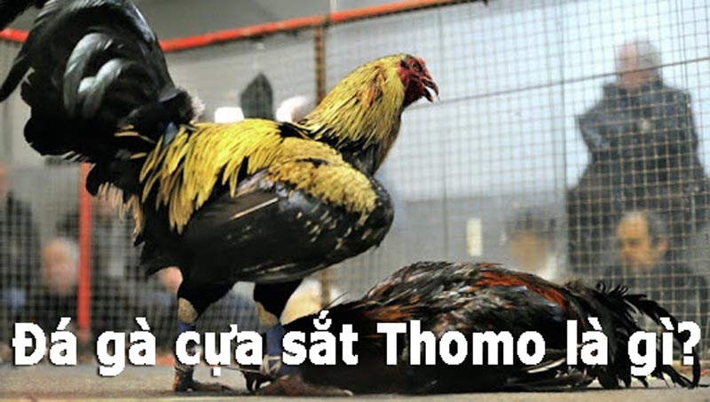 Đá gà cựa sắt Thomo – Trải nghiệm hấp dẫn tại nhà cái Go789