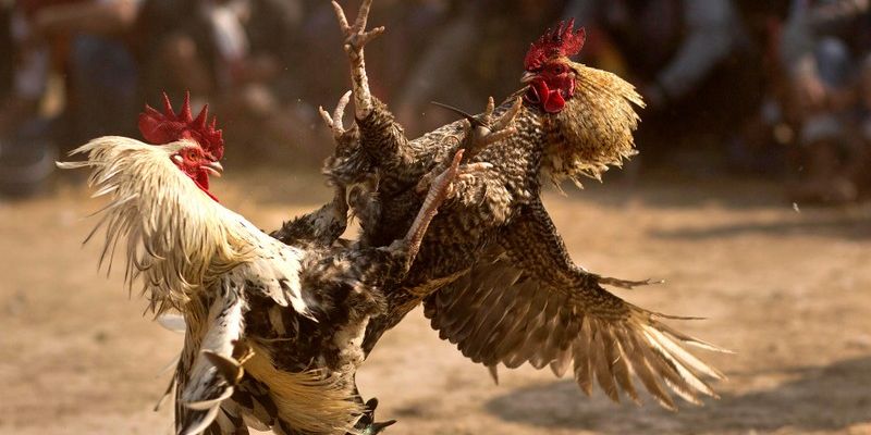 Vậy hình thức đá gà này như thế nào ?